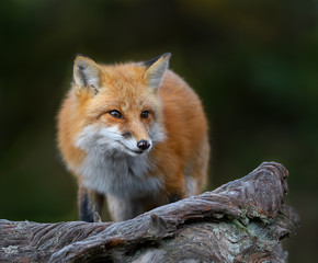 Red Fox Portrait