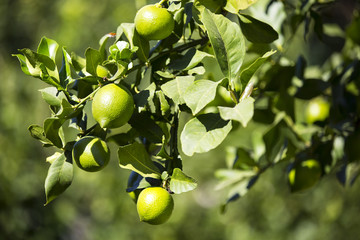 Ripening fruits lemon tree close up shot
