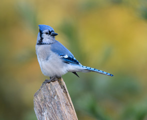 Blue Jay  in Fall