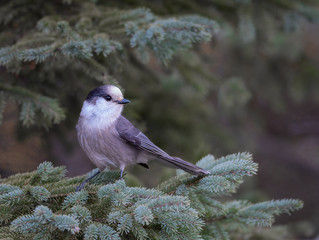 Gray Jay