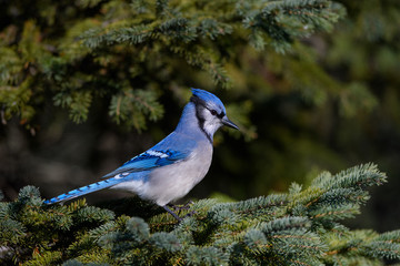 Blue Jay on Pine Tree  