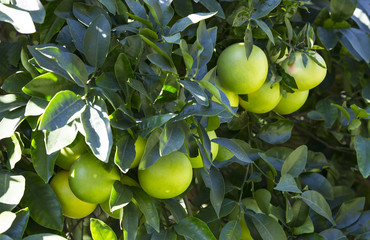 Orange tree with fruits ripen in the garden