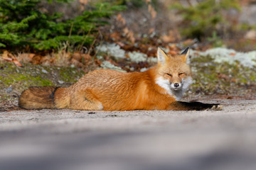 Red Fox Resting