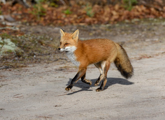 Red Fox Running