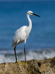 Little Egret 