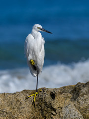Little Egret Standing on One Leg