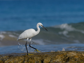 Little Egret