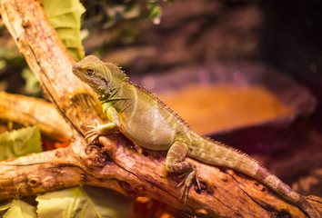 Obraz premium Live wild reptiles lizards shot close-up in nature