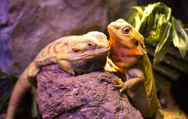 Live wild reptiles lizards shot close-up in nature