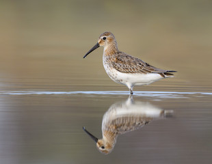 Dunlin in Early Morning Light