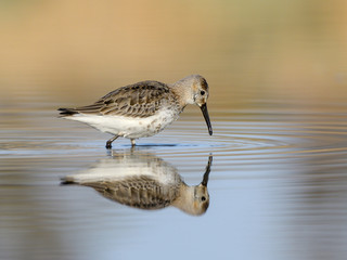 Broad-billed Sandpiper with Reflection Foraging in Early Morning Light