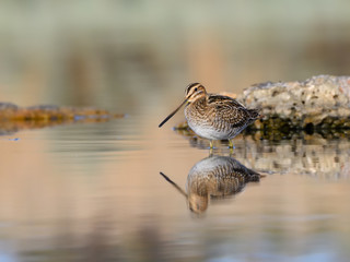 Common Snipe
