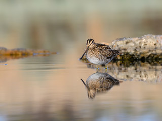 Common Snipe