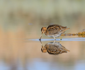 Common Snipe with Reflection Foraging