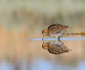 Common Snipe