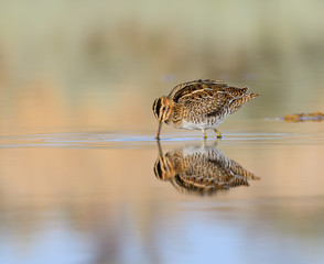 Common Snipe with Reflection
