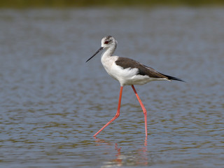Black-winged Stilt