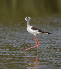 Black-winged Stilt Foraging
