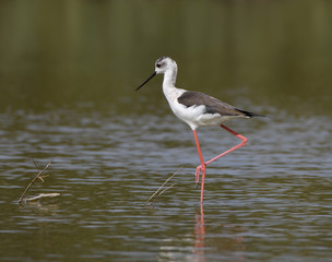 Black-winged Stilt on Green Background