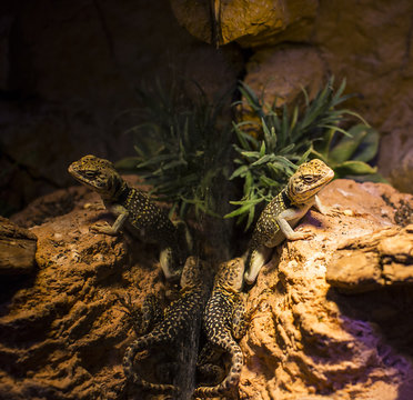 Live wild reptiles lizards shot close-up in nature