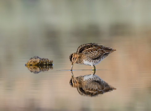 Common Snipe with Reflection