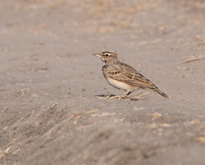 Crested Lark