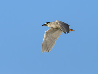Black-crowned Night Heron in Flight