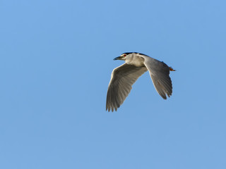 Black-crowned Night Heron in Flight