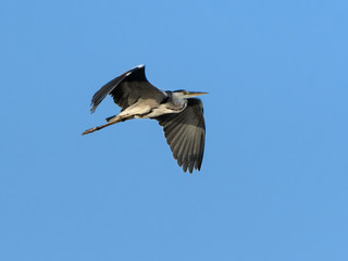 Grey Heron in Flight