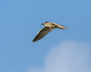 Black-crowned Night Heron in Flight on Blue Sky