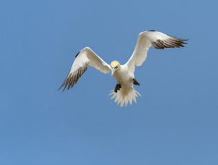 Northern Gannet in Flight on Blue Sky