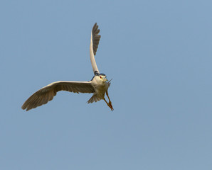 Black-crowned Night Heron in Flight