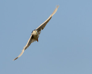 Fototapeta na wymiar Black-crowned Night Heron in Flight on Blue Sky