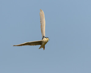 Black-crowned Night Heron in Flight