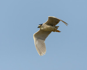 Black-crowned Night Heron in Flight