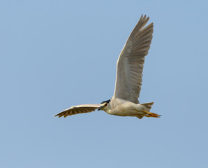 Fototapeta na wymiar Black-crowned Night Heron in Flight