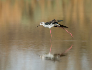 Black-winged Stilt with Reflection