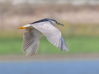 Black-crowned Night Heron in Flight