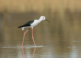 Obraz premium Black-winged Stilt Portrait