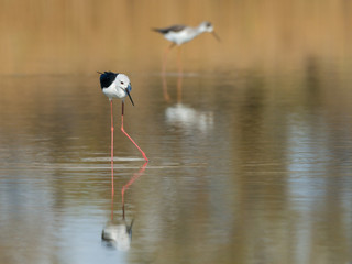 Black-winged Stilt