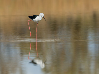 Black-winged Stilt with Reflection