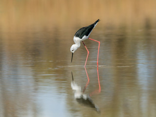 Black-winged Stilt