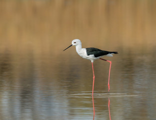Black-winged Stilt