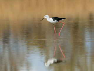 Black-winged Stilt with Reflection