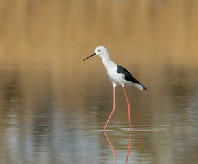 Black-winged Stilt