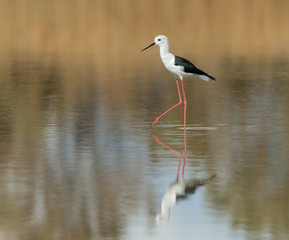 Black-winged Stilt