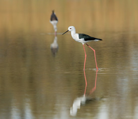 Black-winged Stilt