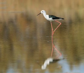 Obraz premium with ReflectionBlack-winged Stilt