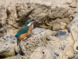 Common Kingfisher Caught a Fish