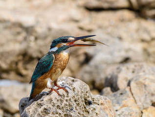 Common Kingfisher with Fish